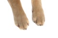 Close up on a golden retriever dog`s two paws