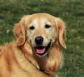 Close-up of a golden retriever dog during a dog show