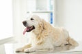 Close up of golden retriever dog at vet clinic Royalty Free Stock Photo