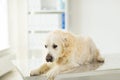 Close up of golden retriever dog at vet clinic Royalty Free Stock Photo