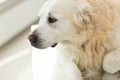 Close up of golden retriever dog at vet clinic Royalty Free Stock Photo