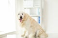 Close up of golden retriever dog at vet clinic Royalty Free Stock Photo