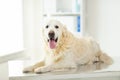 Close up of golden retriever dog at vet clinic Royalty Free Stock Photo
