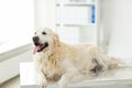 Close up of golden retriever dog at vet clinic Royalty Free Stock Photo