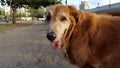 Close-up of Golden Retriever Dog walking to Kaimana Beach Royalty Free Stock Photo