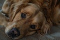 Restful Golden Retriever with a Soulful Gaze