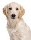 Close-up of a Golden retriever Royalty Free Stock Photo