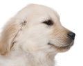 Close-up of Golden Retriever puppy Royalty Free Stock Photo