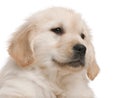 Close-up of Golden Retriever puppy Royalty Free Stock Photo