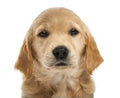 Close-up of Golden retriever puppy, 7 weeks old Royalty Free Stock Photo