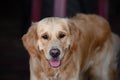Close up on golden retriver labrador dog Royalty Free Stock Photo
