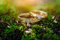 Close up - golden rings of bride and groom lie on a green grass. Macro photography, blurred backdrop. Wedding rings on moss Royalty Free Stock Photo