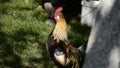 Close up of golden rooster crowing on traditional rural barnyard in the morning. Colorful long-tailed Phoenix cockerel crows