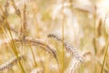 Close-up of golden rye. Ripe ears of wheat in field