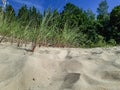 Close up of golden sand dune with grass and green forest and blue ky background Royalty Free Stock Photo