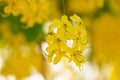 Close up golden shower tree or yellow cassia fistula flowers on white sky background , Thailand national flowers