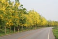 Golden shower trees on road Royalty Free Stock Photo