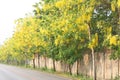 Golden shower trees on side road Royalty Free Stock Photo