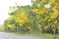 Golden shower trees on side road Royalty Free Stock Photo