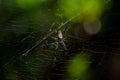 Close-up of a golden silk orb-weaver spider perched on the corner of its intricate web, Royalty Free Stock Photo