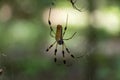 Close Up Golden Silk Orb Weaver Spider On A Web In The Forest
