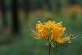 Close up golden spider lily Lycoris aurea flower with rain drops Royalty Free Stock Photo