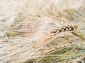 Close-up golden spikelet of rye against the backdrop of an earing field of rye. Macro shot spike of rye with copy space. Harvest Royalty Free Stock Photo