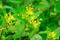 Close-up of Golden Thryallis in rural. Royalty Free Stock Photo