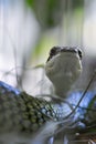 Close up of Golden Tree Snake(Chrysopelea ornata) head Royalty Free Stock Photo