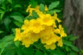 Close up of Golden Trumpet, Allamanda cathartica