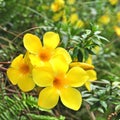 Close up of Golden Trumpet, flower