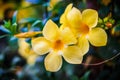 Close up golden trumpet flower Royalty Free Stock Photo