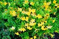 Close up of Golden Trumpet, flower, macro. Royalty Free Stock Photo