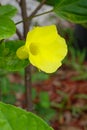 Close up of Golden Trumpet, flower, macro. Royalty Free Stock Photo