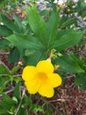 Close up of Golden Trumpet, flower, macro. Royalty Free Stock Photo