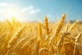 Close-up of golden wheat ears. Harvest concept. Endless wheat field on late summer morning time, backlight by the rising Royalty Free Stock Photo