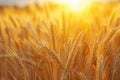Close-up of golden wheat ears. Harvest concept. Endless wheat field on late summer morning time, backlight by the rising Royalty Free Stock Photo