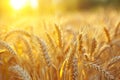 Close-up of golden wheat ears. Harvest concept. Endless wheat field on late summertime, backlight by the warm setting Royalty Free Stock Photo