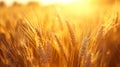 Close-up of golden wheat ears. Harvest concept. Endless wheat field on late summertime, backlight by the warm setting Royalty Free Stock Photo