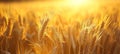 Close-up of golden wheat ears. Harvest concept. Endless wheat field on late summer morning time, backlight by the rising Royalty Free Stock Photo