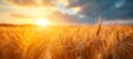 Close-up of golden wheat ears. Harvest concept. Endless wheat field on late summertime, backlight by the warm setting Royalty Free Stock Photo