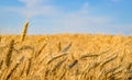 Close-up of golden wheat ears ready for harvest Royalty Free Stock Photo