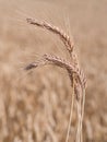 Close up of golden wheat field ready to harvest