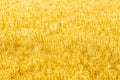 Close up of golden wheat field. Ripe stems in the rays of sunlight. Wheat crop field Royalty Free Stock Photo