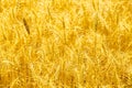 Close up of golden wheat field. Ripe stems in the rays of sunlight. Wheat crop field Royalty Free Stock Photo