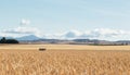 Close-Up of a Golden Wheat Field and Sunny Day Background of Ripening of Cereals Field and blue sky