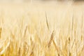 Close-Up of a Golden Wheat Field and Sunny Day Royalty Free Stock Photo