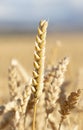 Close-Up of a Golden Wheat Field and Sunny Day Royalty Free Stock Photo