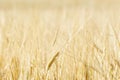 Close-Up of a Golden Wheat Field and Sunny Day. Royalty Free Stock Photo