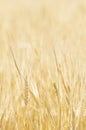 Close-Up of a Golden Wheat Field and Sunny Day. Background of Ripening Ears of Cereals Field Royalty Free Stock Photo